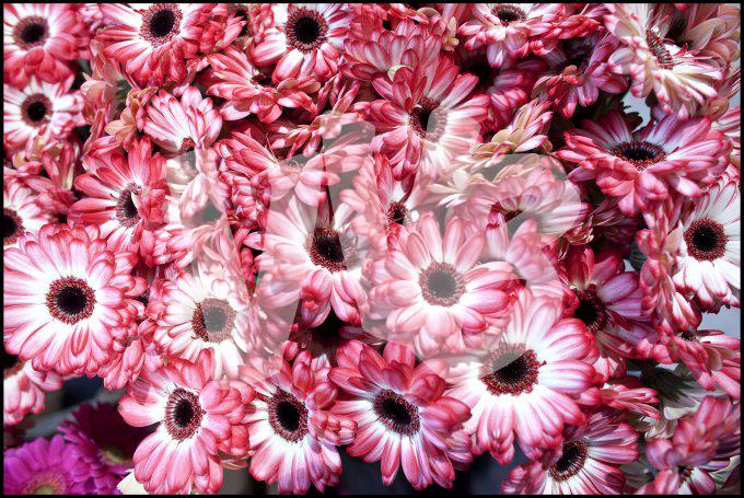 bloemen en planten vvbvanbree     1103